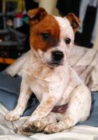 Australian Cattle Dog Puppies for sale in Riverbank, CA 95367, USA. price: NA
