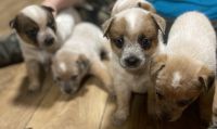 Australian Cattle Dog Puppies for sale in Currie, NC 28435, USA. price: NA