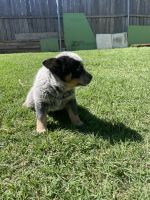 Australian Cattle Dog Puppies for sale in Dallas, TX 75223, USA. price: $30,000