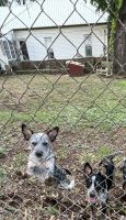 Australian Cattle Dog Puppies for sale in Fredonia, KS 66736, USA. price: $150