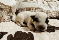 Australian Cattle Dog Puppies for sale in Springfield, MO, USA. price: $500
