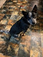 Australian Cattle Dog Puppies for sale in Nicholasville, KY 40356, USA. price: $2,000