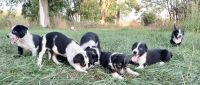 Australian Cattle Dog Puppies for sale in Foley, MN 56329, USA. price: $450