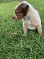 Australian Cattle Dog Puppies for sale in Corcoran, CA 93212, USA. price: $250
