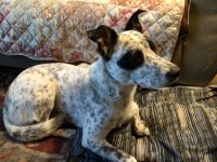 Australian Cattle Dog Puppies for sale in Chico, CA, USA. price: NA
