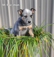 Australian Cattle Dog Puppies for sale in Nathalie, VA 24577, USA. price: $400