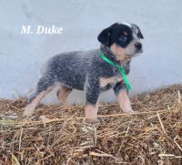 Australian Cattle Dog Puppies for sale in Nathalie, VA 24577, USA. price: $300
