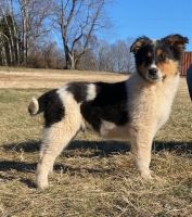 Australian Cattle Dog Puppies for sale in Lowry, VA 24570, USA. price: $250