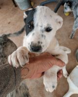 Australian Cattle Dog Puppies for sale in Otero County, NM, USA. price: $150