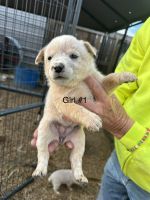 Australian Cattle Dog Puppies for sale in Elizabethtown, NC 28337, USA. price: $300