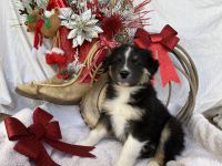 Australian Cattle Dog Puppies for sale in Surprise, Arizona. price: $950