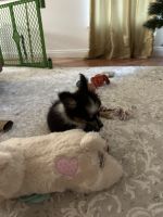 Australian Cattle Dog Puppies for sale in Pensacola, Florida. price: $2,000