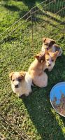 Australian Cattle Dog Puppies for sale in Baytown, Texas. price: $250