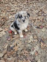 Australian Cattle Dog Puppies for sale in Centerville, Georgia. price: $500