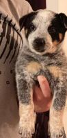 Australian Cattle Dog Puppies for sale in Veedersburg, Indiana. price: $450