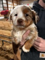 Australian Cattle Dog Puppies for sale in St. James, Minnesota. price: NA