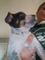 Australian Cattle Dog Puppies for sale in Plant City, Florida. price: $200