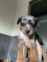 Australian Cattle Dog Puppies for sale in Fountain, Colorado. price: NA