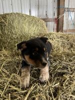 Australian Cattle Dog Puppies for sale in 880 S Ray Quincy Rd, Montgomery, MI 49255, USA. price: $200