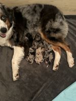Australian Cattle Dog Puppies for sale in Pleasant Valley, NY 12569, USA. price: $2,800