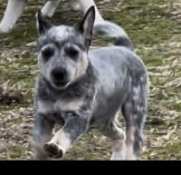 Australian Cattle Dog Puppies for sale in Bogata, Texas. price: $350