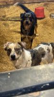 Australian Cattle Dog Puppies for sale in Fredericksburg, Virginia. price: $50
