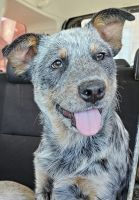 Australian Cattle Dog Puppies for sale in Dallas, Texas. price: $40,000