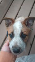 Australian Cattle Dog Puppies for sale in Oshkosh, Wisconsin. price: $550
