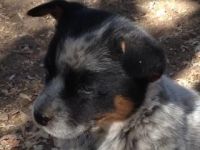 Australian Cattle Dog Puppies for sale in Temecula, CA, USA. price: NA
