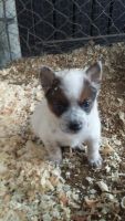 Australian Cattle Dog Puppies for sale in Temecula, CA, USA. price: NA