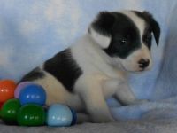 Australian Cattle Dog Puppies for sale in Canton, OH, USA. price: NA