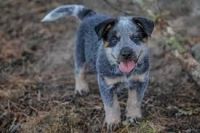 Australian Cattle Dog Puppies for sale in Arden, DE 19810, USA. price: NA