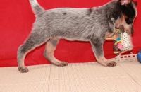 Australian Cattle Dog Puppies for sale in San Jose, CA, USA. price: NA