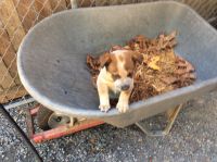 Australian Cattle Dog Puppies for sale in Roy, WA 98580, USA. price: NA