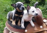 Australian Cattle Dog Puppies for sale in Birmingham, AL, USA. price: NA
