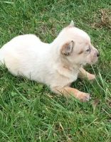 Australian Cattle Dog Puppies for sale in Seattle, WA, USA. price: NA