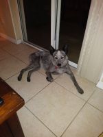 Australian Cattle Dog Puppies for sale in Orlando, FL, USA. price: NA