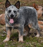 Australian Cattle Dog Puppies for sale in Houston, TX, USA. price: NA