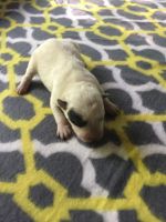 Australian Cattle Dog Puppies for sale in Jefferson, SC 29718, USA. price: NA