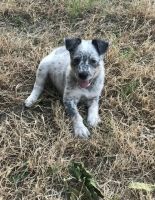 Australian Cattle Dog Puppies for sale in Los Angeles, CA, USA. price: NA