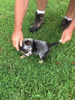 Australian Cattle Dog Puppies for sale in Glasgow, KY 42141, USA. price: NA