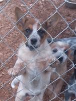 Australian Cattle Dog Puppies for sale in Virgilina, VA 24598, USA. price: NA