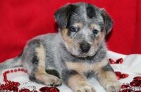 Australian Cattle Dog Puppies for sale in Houston, TX, USA. price: NA