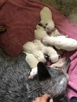 Australian Cattle Dog Puppies for sale in Lima, OH, USA. price: NA