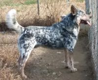 Australian Cattle Dog Puppies for sale in Virgilina, VA 24598, USA. price: NA