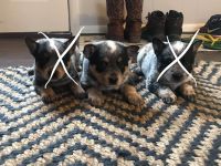 Australian Cattle Dog Puppies for sale in Fort Wayne, IN, USA. price: NA