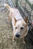 Australian Cattle Dog Puppies for sale in Lake City, FL, USA. price: NA