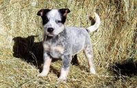 Australian Cattle Dog Puppies for sale in Manassa, CO, USA. price: NA