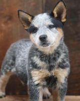 Australian Cattle Dog Puppies for sale in Los Angeles, CA, USA. price: NA