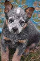 Australian Cattle Dog Puppies for sale in Vinita, OK 74301, USA. price: NA